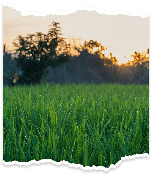 Starlight Energy And Agro Allied Ltd