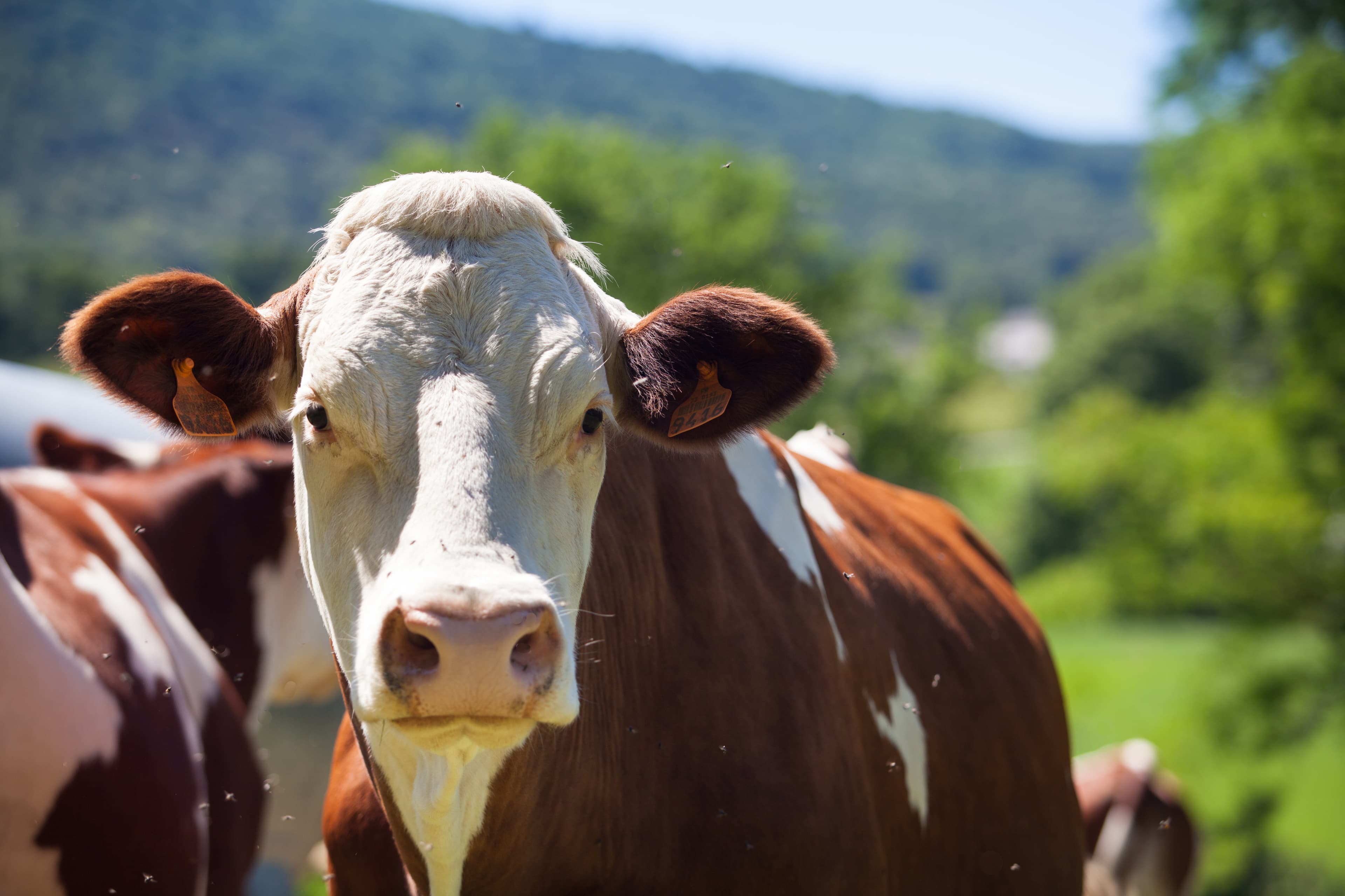 Livestock farming cow